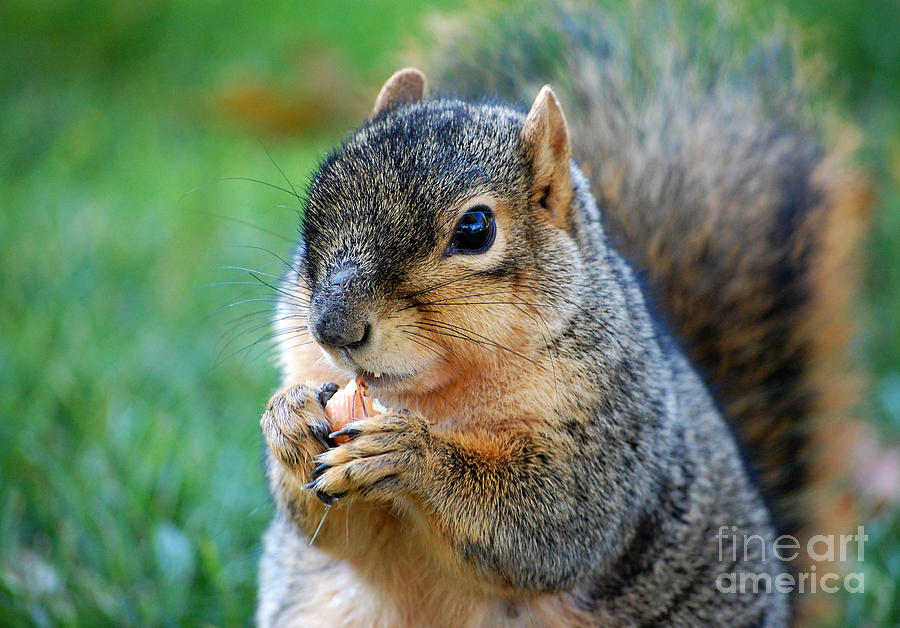 Wildlife Photograph - Squirrel eating nut  by Susan Montgomery