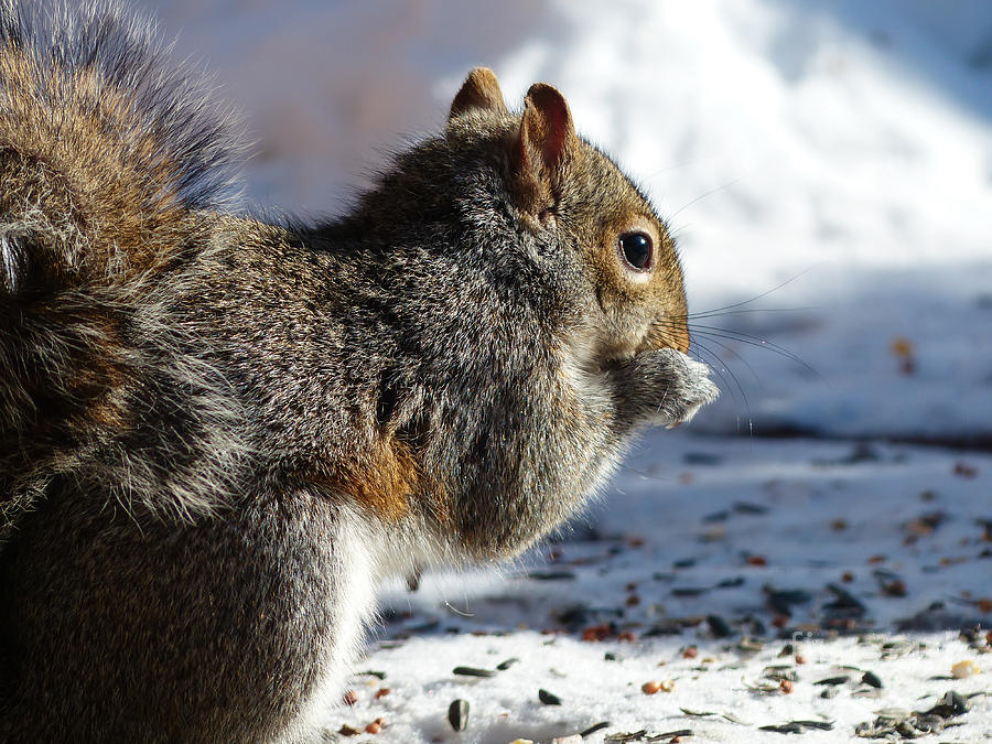 Squirrel Eating Sunflowers Photograph by Rural America Scenics