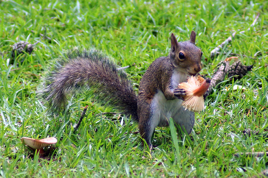 Squirrel Eats Mushroom Photograph by Kim Pate - Fine Art America