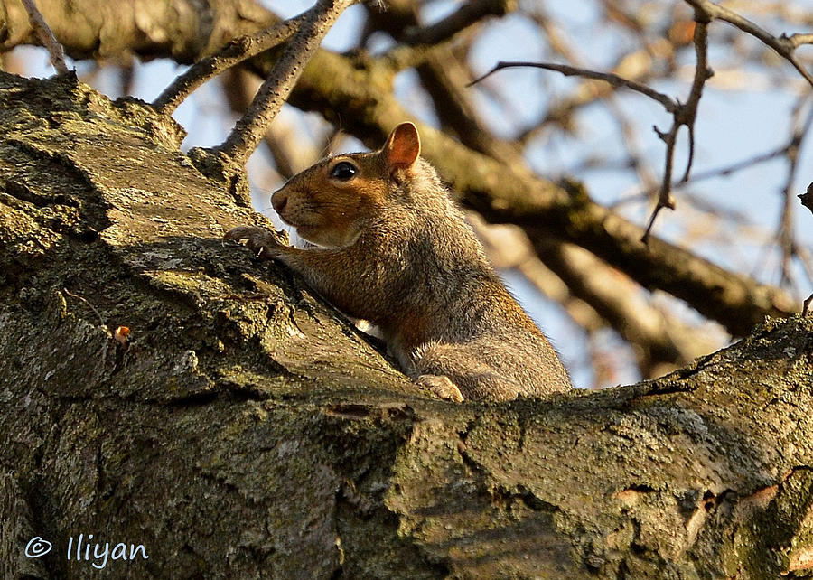 Squirrel Photograph - Squirrel Explorer by Iliyan Bozhanov