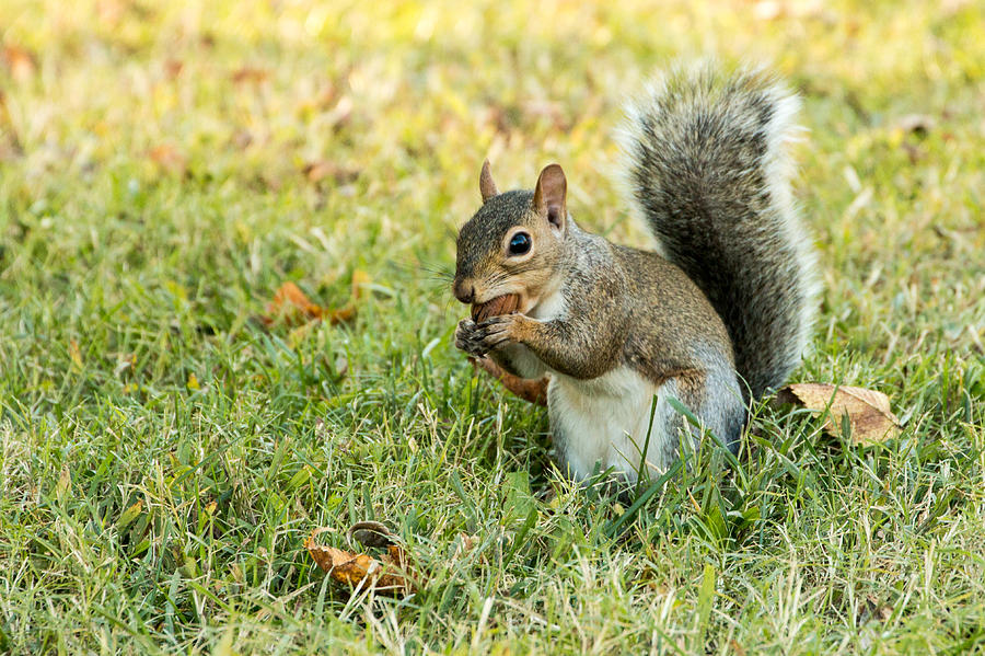 Squirrel Food Photograph