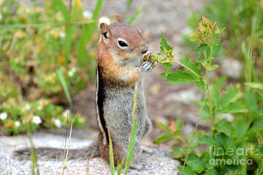 Squirrel Food - Wasatch Mountains - Utah Photograph by Gary Whitton