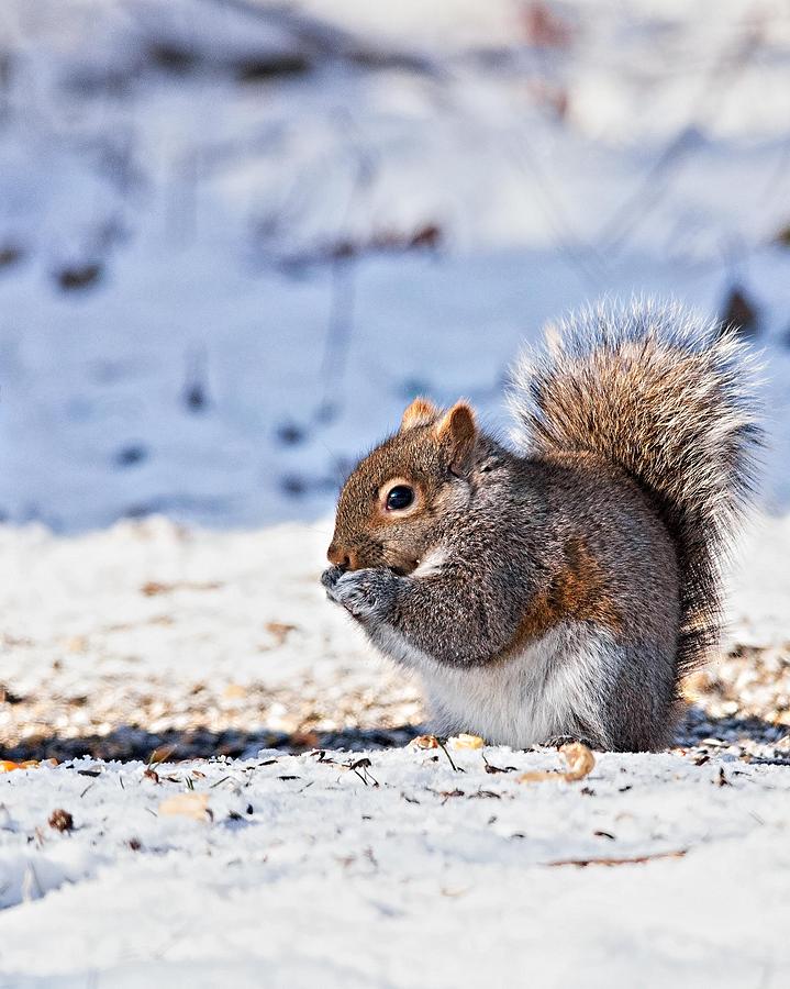 Squirel In Snow Photograph By Bob Arens   Fine Art America