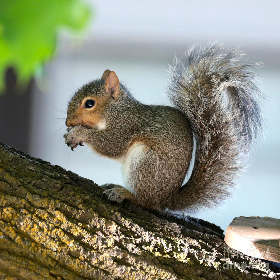 Squirrel Friend Photograph by Carol Groenen