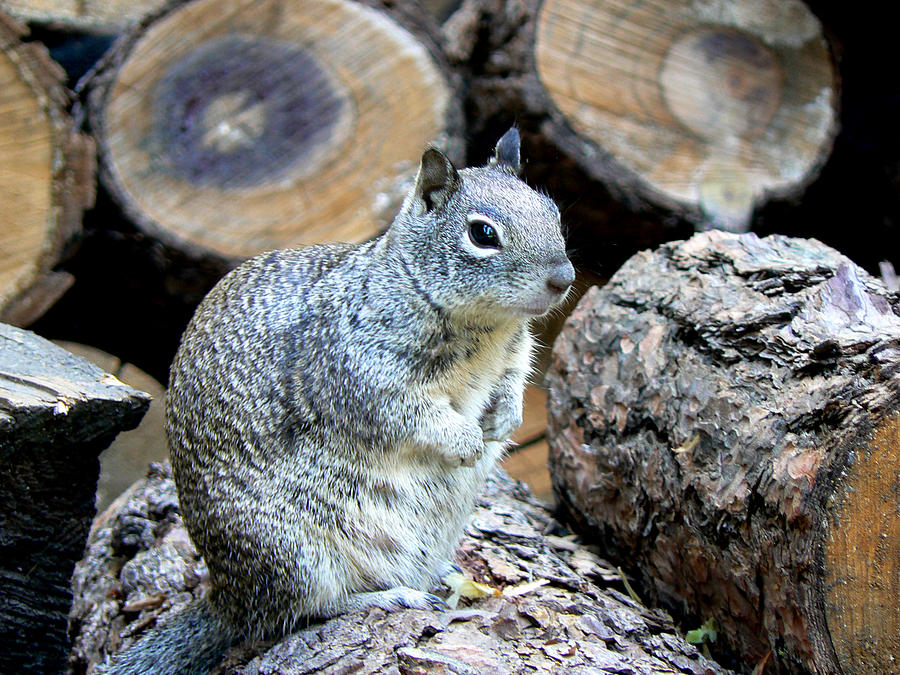 Squirrel Friend Photograph