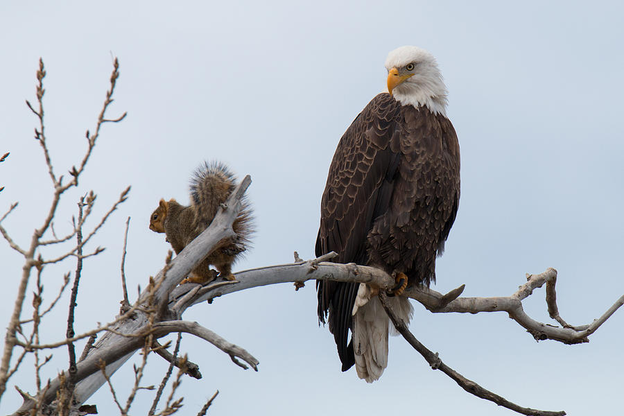 Squirrel Gets Perilously Close to a Bald Eagle Photograph by Tony Hake