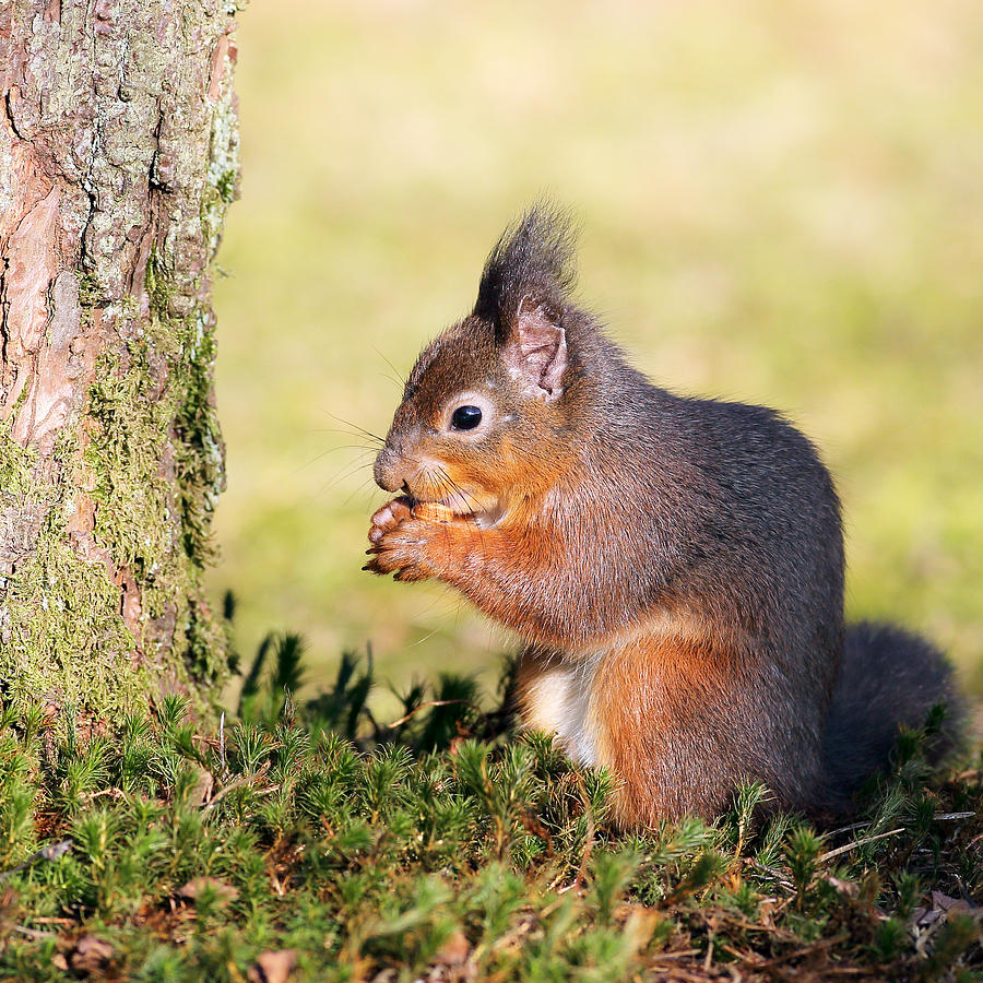 Forest Photograph - Squirrel by Grant Glendinning