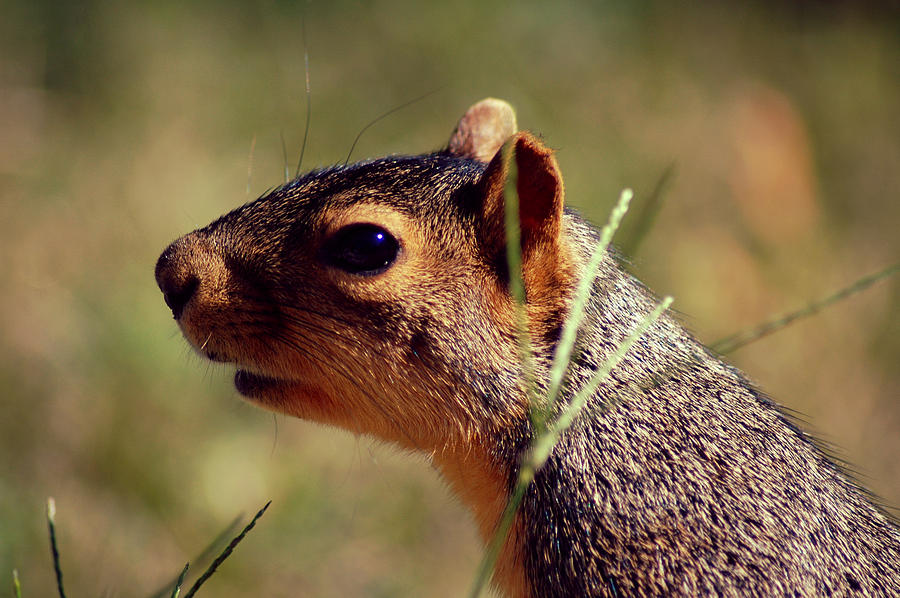 Squirrel Head Shot Photograph by Daniel Martinez | Fine Art America