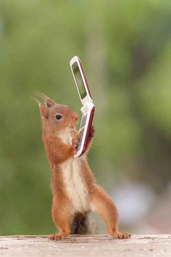 squirrel-holding-miniature-flip-phone-ge