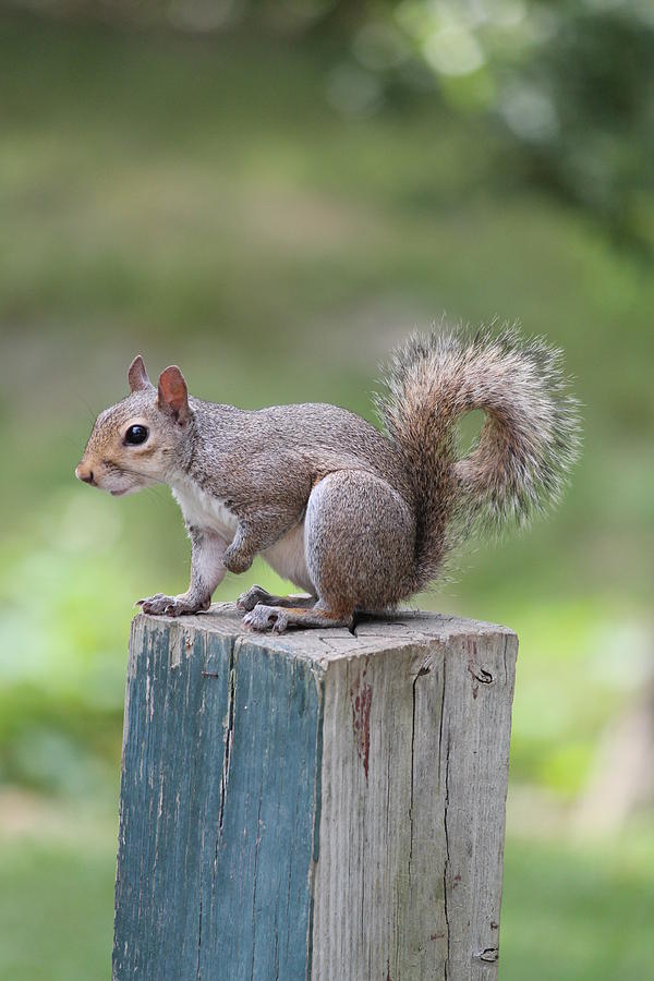 Squirrel Holding Paw Up Photograph