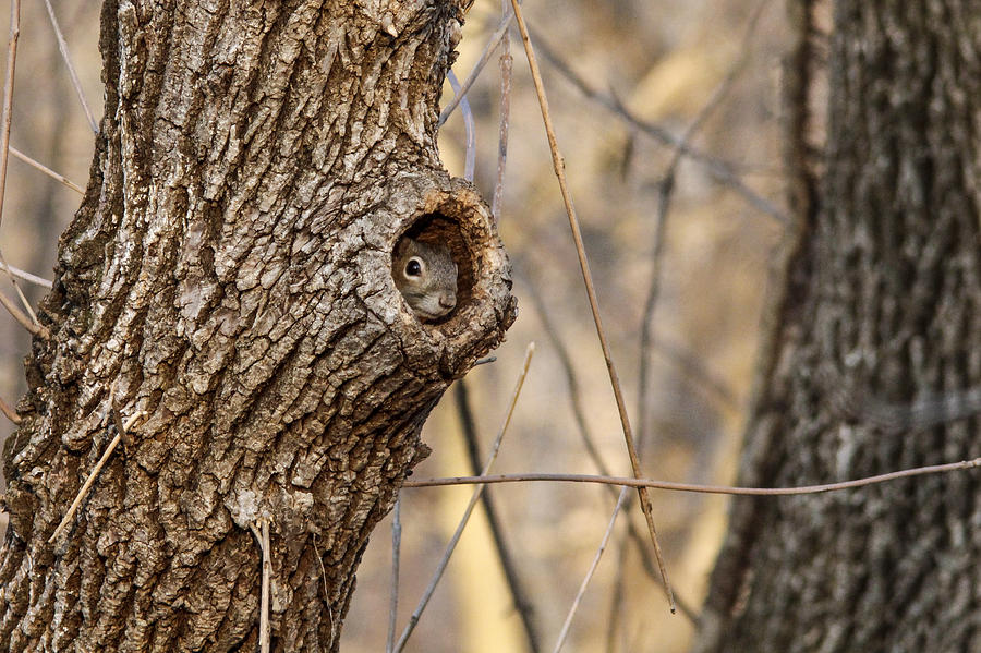 Gray Squirrel Photograph - Squirrel hole by Jill Bell
