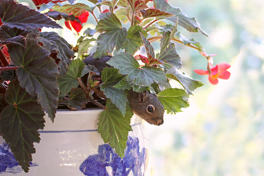 Squirrel Photograph - Squirrel in a Flower Pot by Peggy Collins