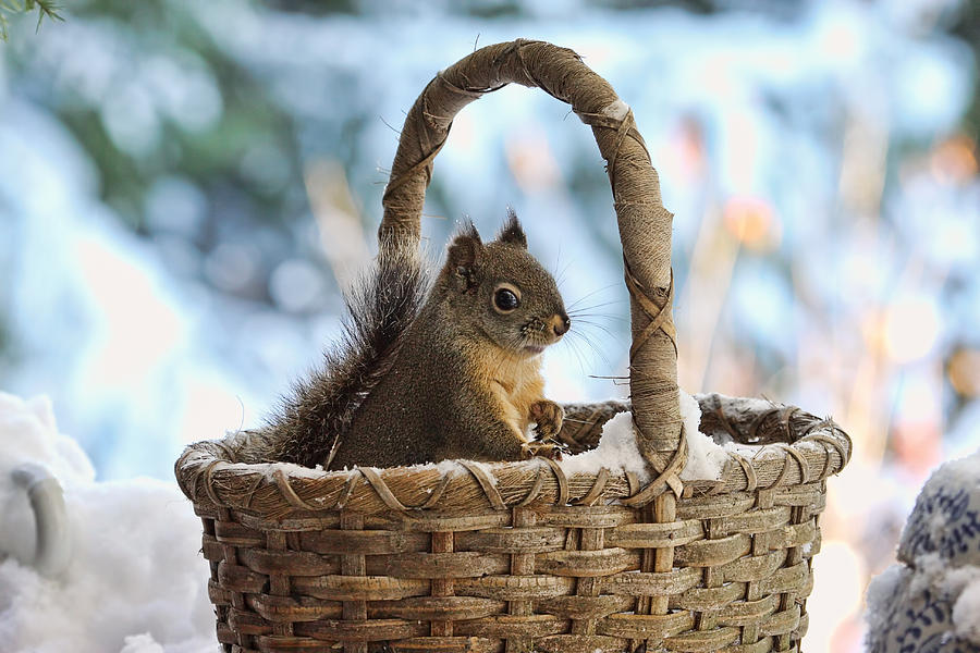 Squirrel Photograph - Squirrel in a Snowy Basket in Winter by Peggy Collins