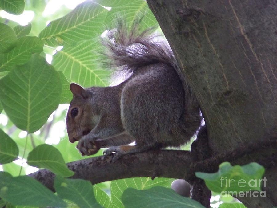 Squirrel in a Tree Photograph by Charles Robinson