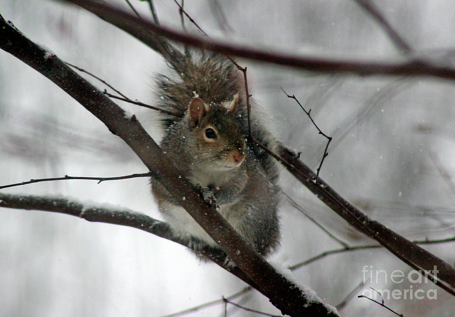 Squirrel in a Tree Photograph by Karen Adams