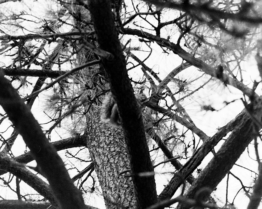 Squirrel in a tree Photograph by Karl Rose
