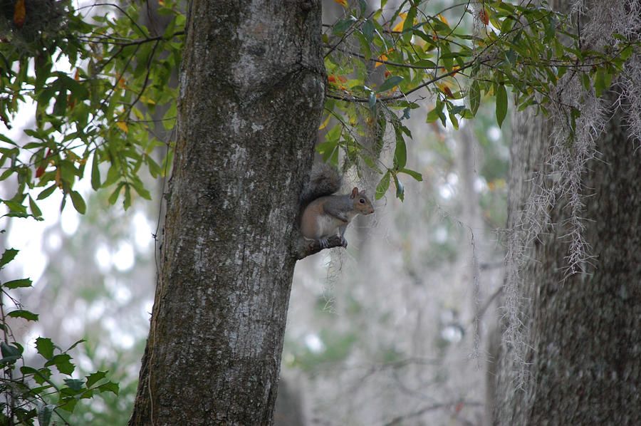 Squirrel In A Tree Photograph