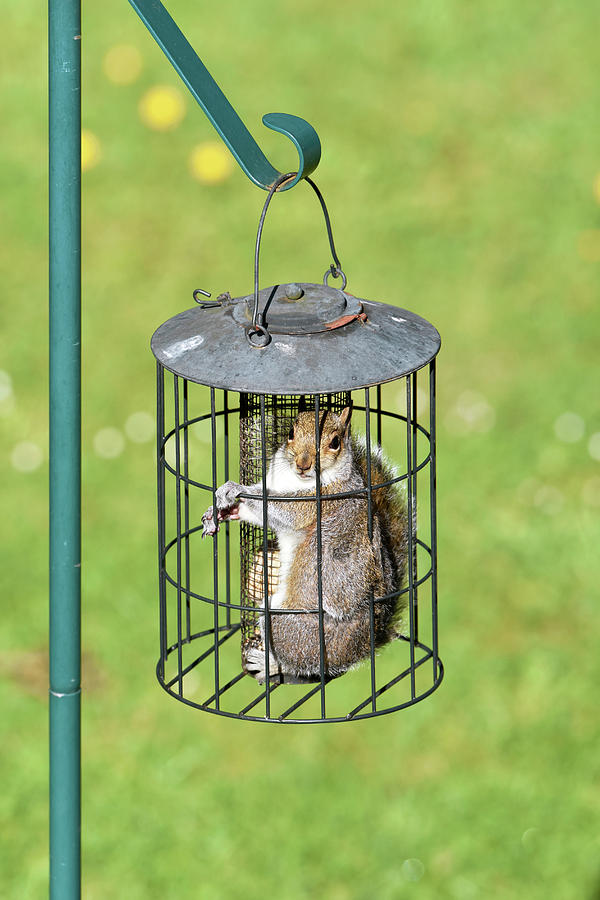 Summer Photograph - Squirrel In Bird Feeder by Dr P. Marazzi
