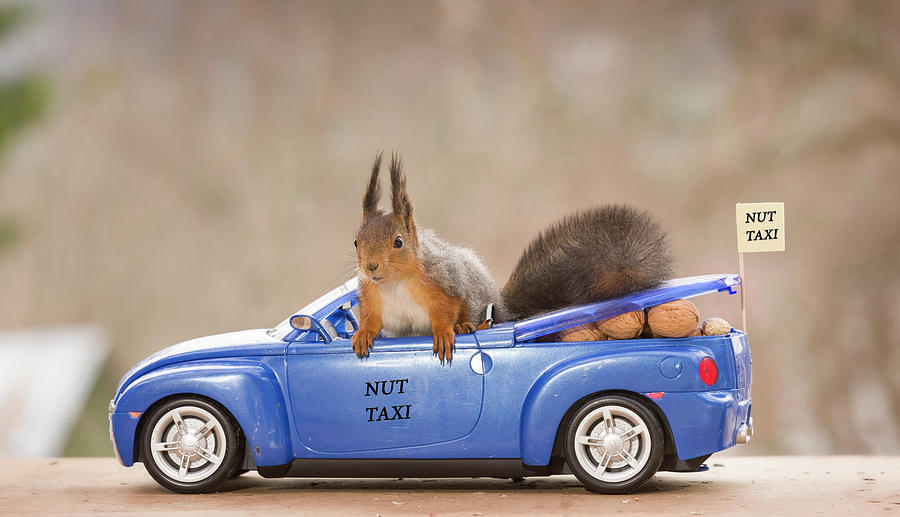 squirrel-in-car-with-nuts-geert-weggen.jpg