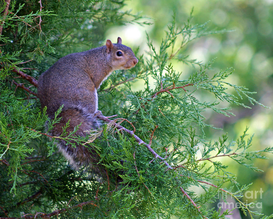 Squirrel in Evergreen Photograph by Karen Adams