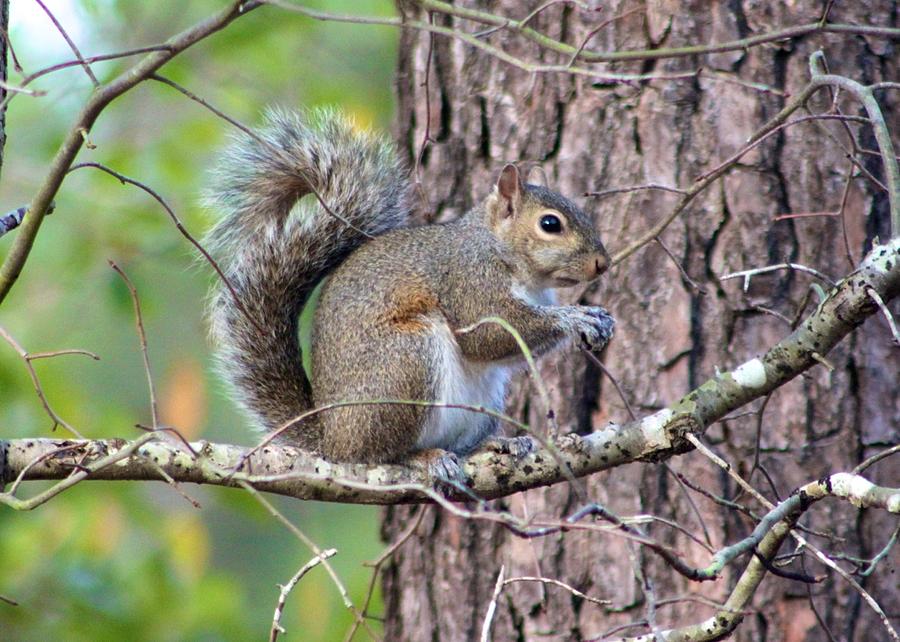Squirrel in Forest Photograph by Jeanne Juhos
