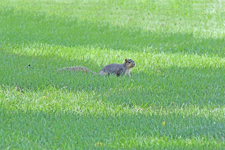 Squirrel In Grass Photograph by Lorna Rose Marie Mills DBA  Lorna Rogers Photography