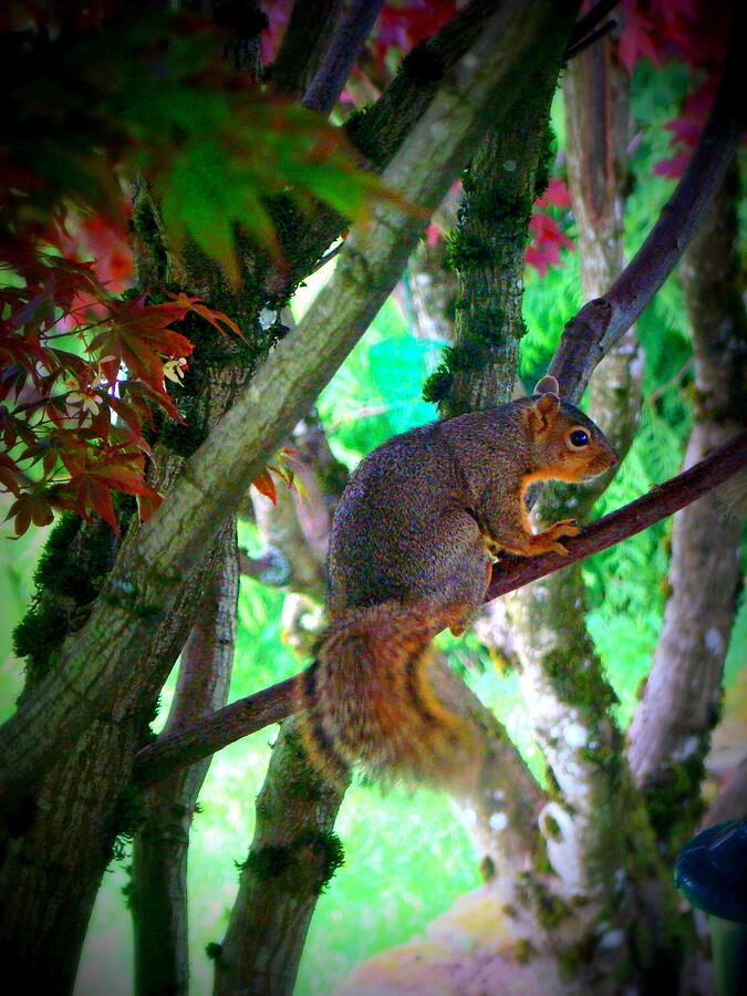 Squirrel in my tree Photograph by Lisa Rose Musselwhite