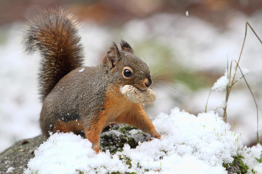 Squirrel in Snow Photograph by Peggy Collins