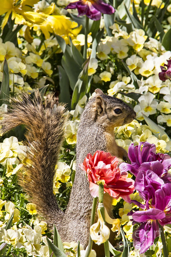 Squirrel in The Botanic Garden-Dallas Arboretum V4 Photograph by Douglas Barnard