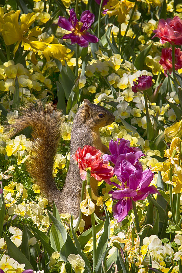 Squirrel in The Botanic Garden-Dallas Arboretum V5 Photograph by Douglas Barnard