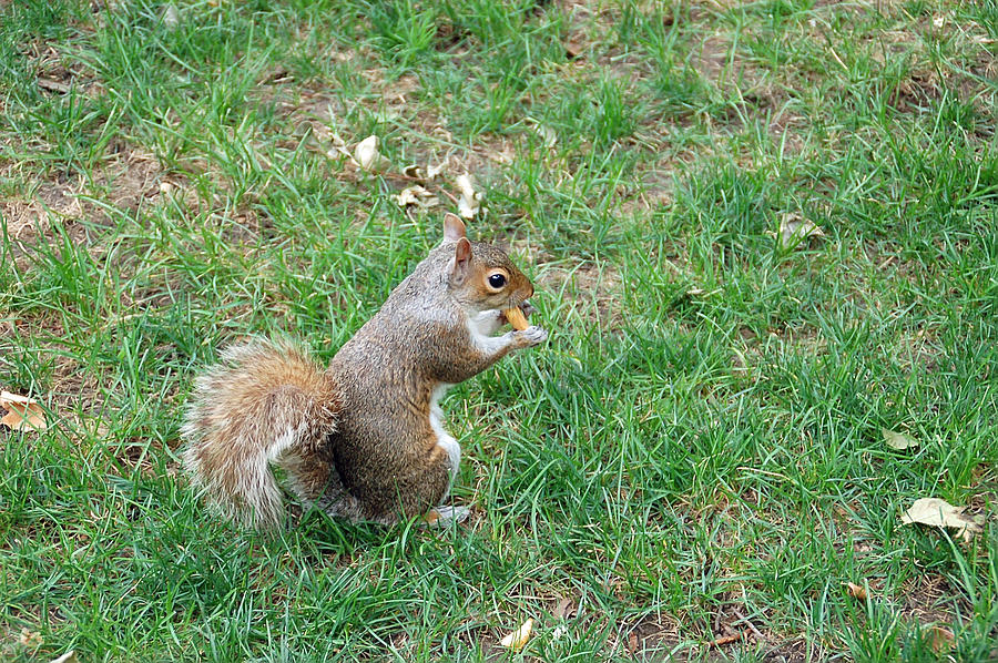 Squirrel in the Grass Photograph by Aimee L Maher ALM GALLERY
