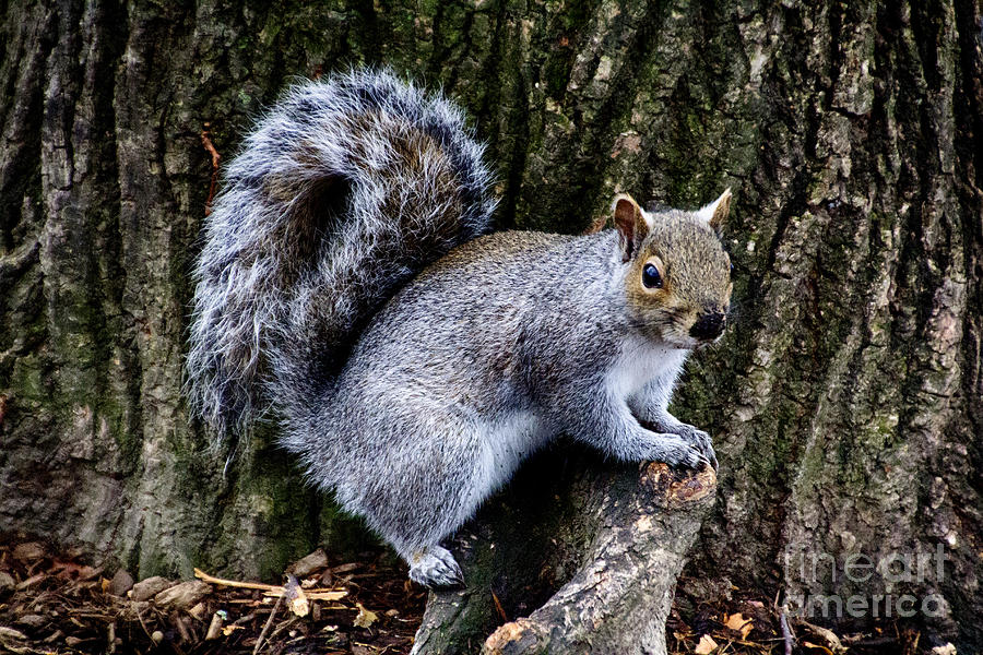 Squirrel in the Park-Boston  V9 Photograph by Douglas Barnard