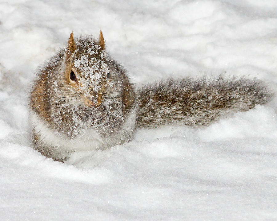 Squirrel in the Snow Photograph by Brian Caldwell