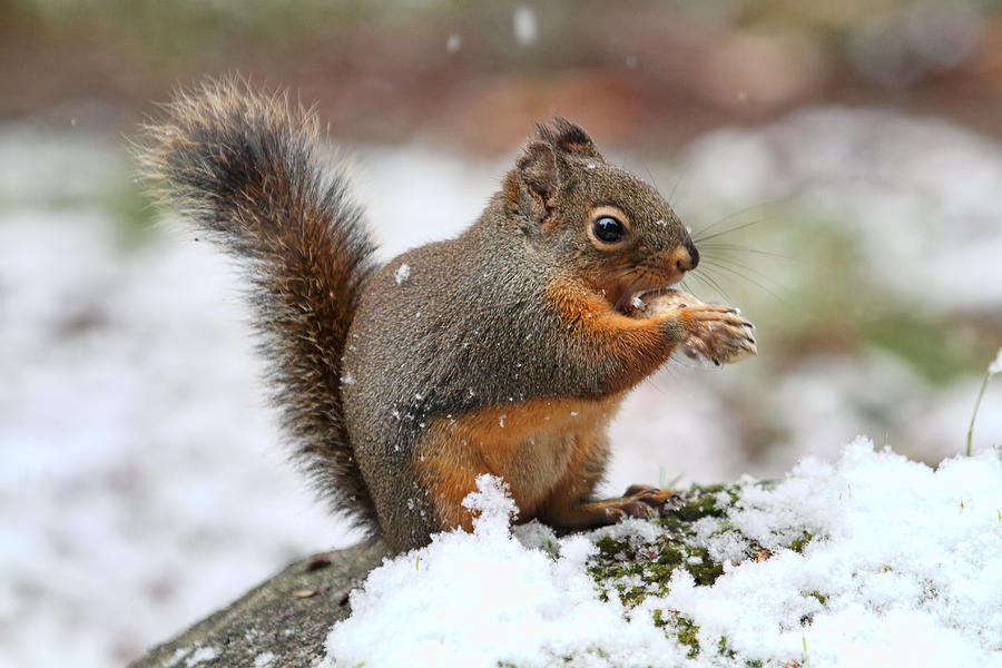 Squirrel in the Snow Photograph by Peggy Collins