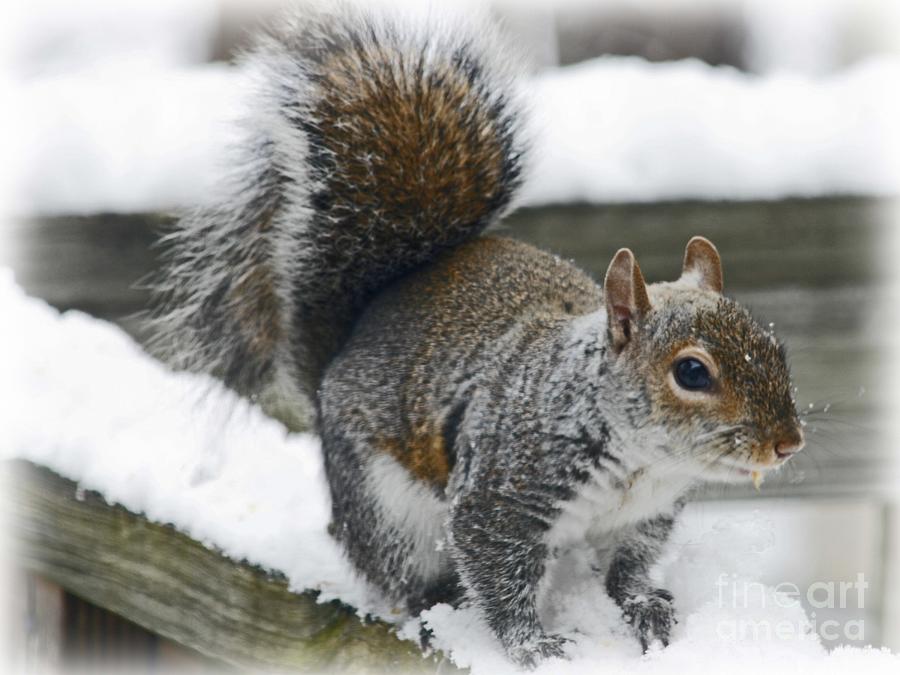 Squirrel In The Snow Photograph