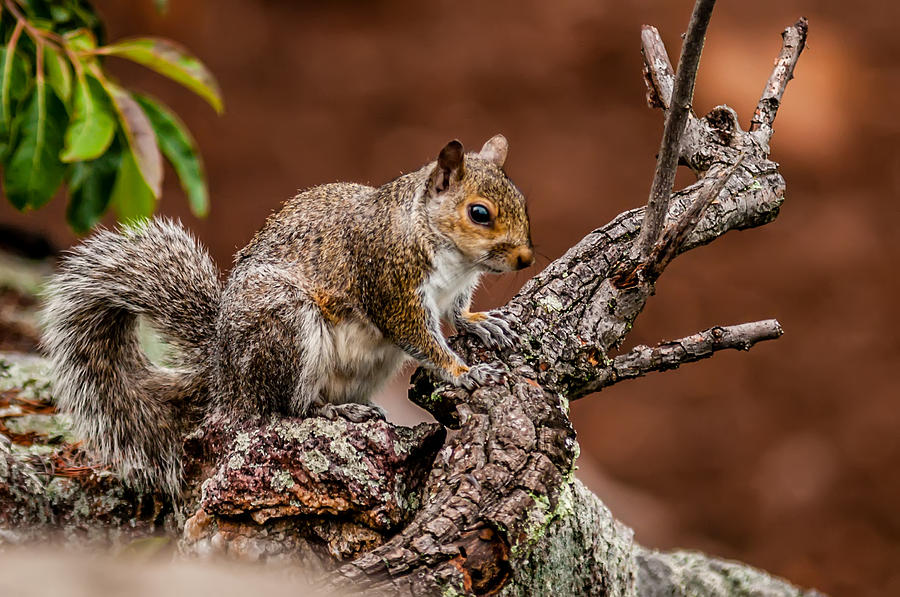 Squirrel In The Wilderness In The North Carolina Mountains Photograph by Alex Grichenko