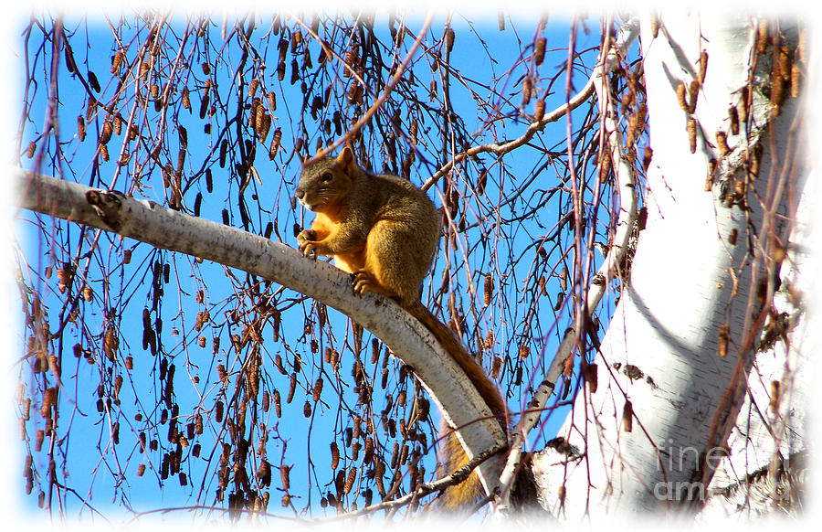 Squirrel in Tree Photograph by Charles Robinson