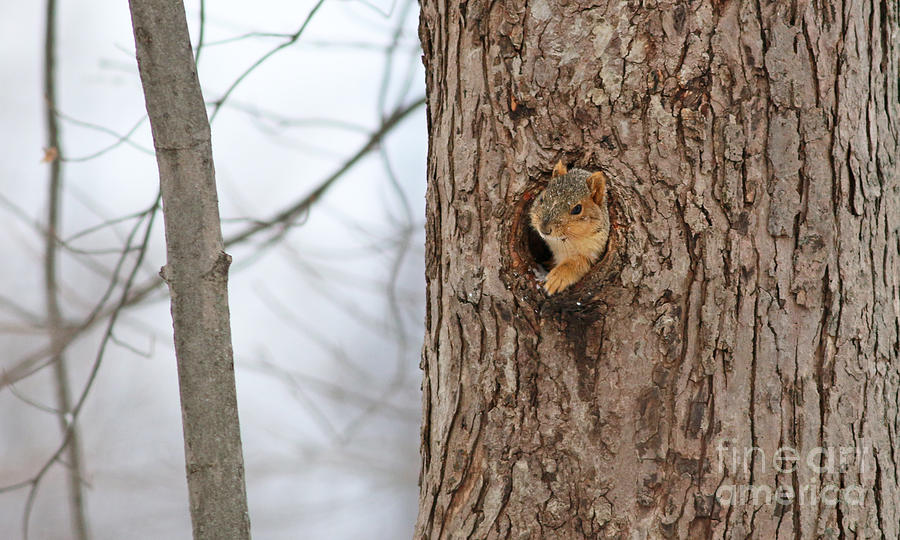 Squirrel in Tree Photograph by Jack Schultz
