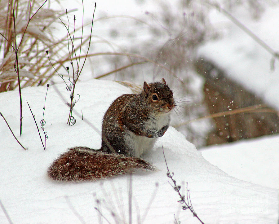 Squirrel in Winter Photograph by Karen Adams