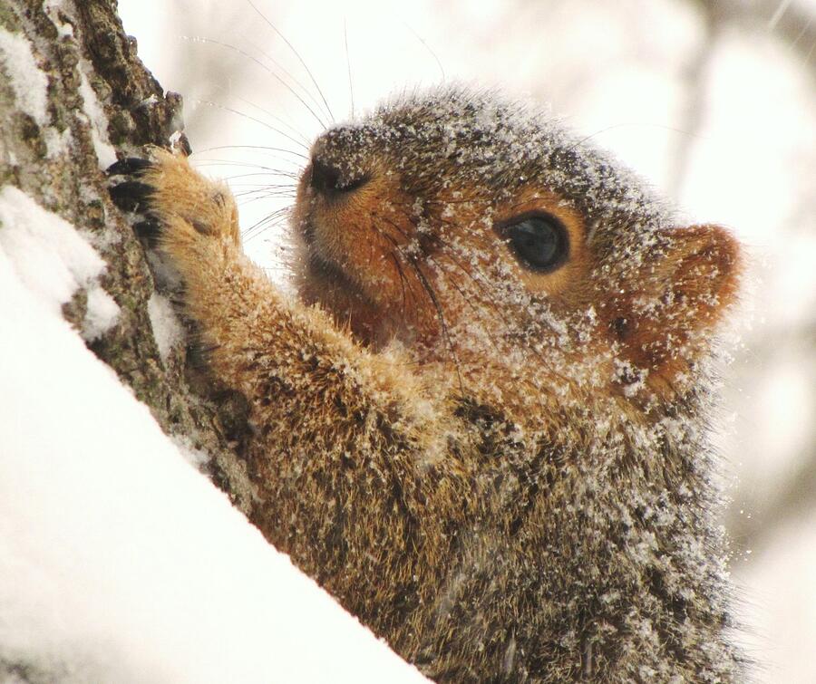 Squirrel In Winter Photograph by Lori Frisch
