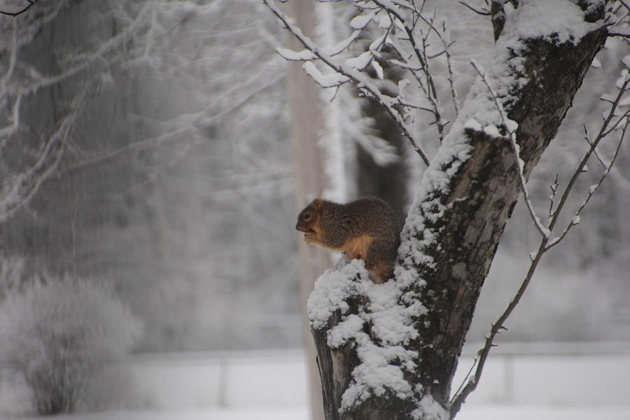 Squirrel in Winter Photograph by Valerie Collins