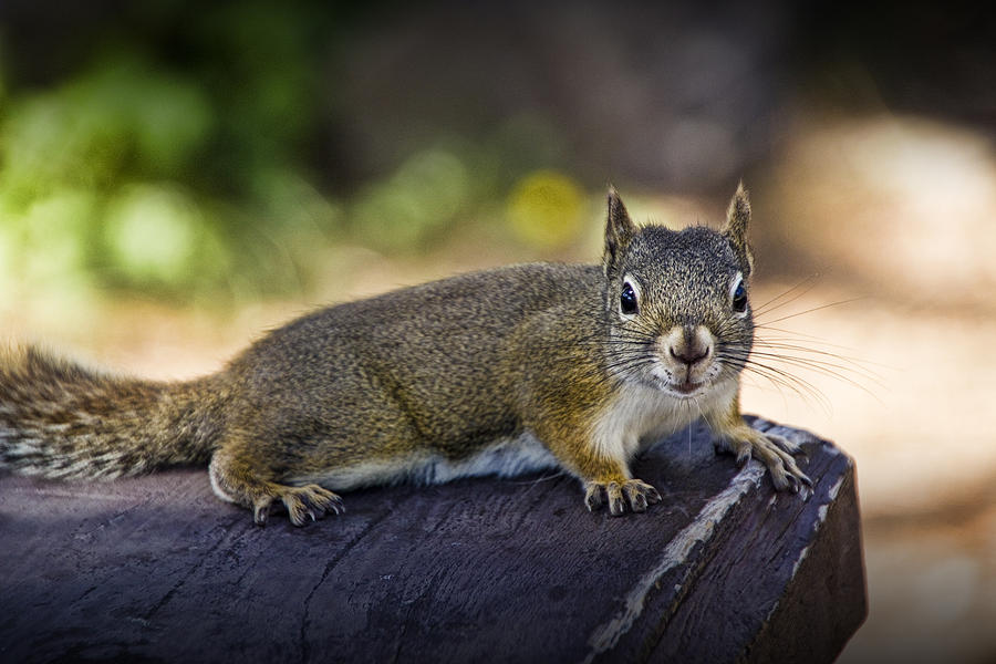 Squirrel in Yellowstone Photograph by Randall Nyhof