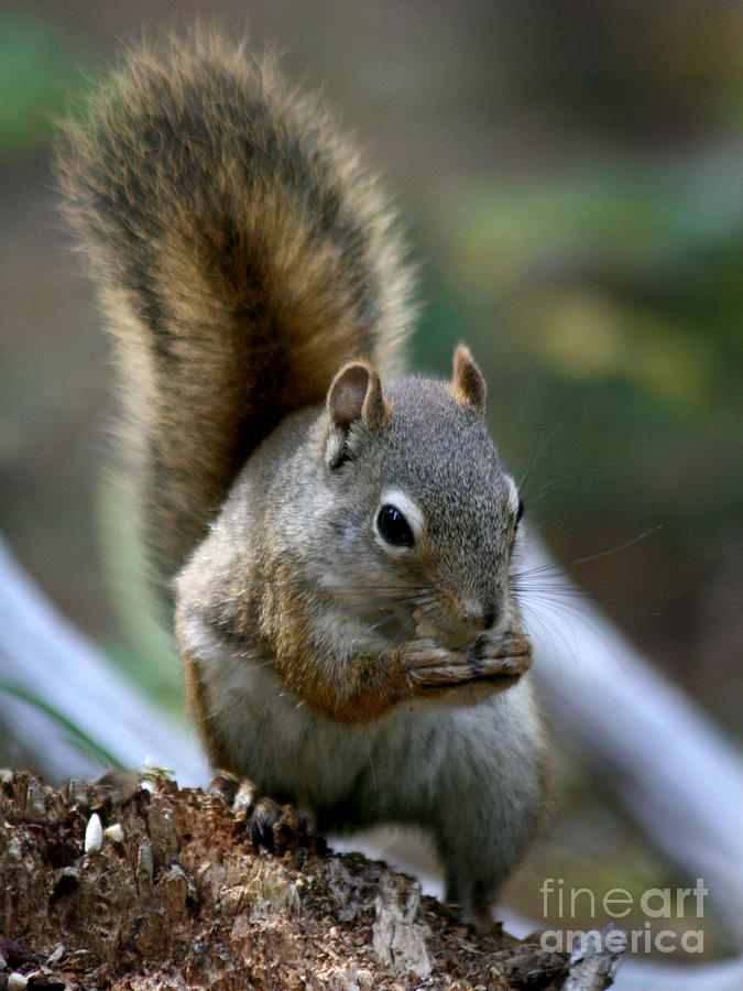 Squirrel Photograph - Squirrel by Inge Riis McDonald
