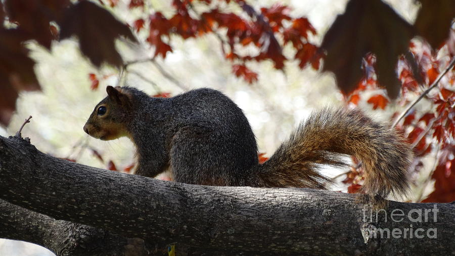 Squirrel Photograph by J L Zarek