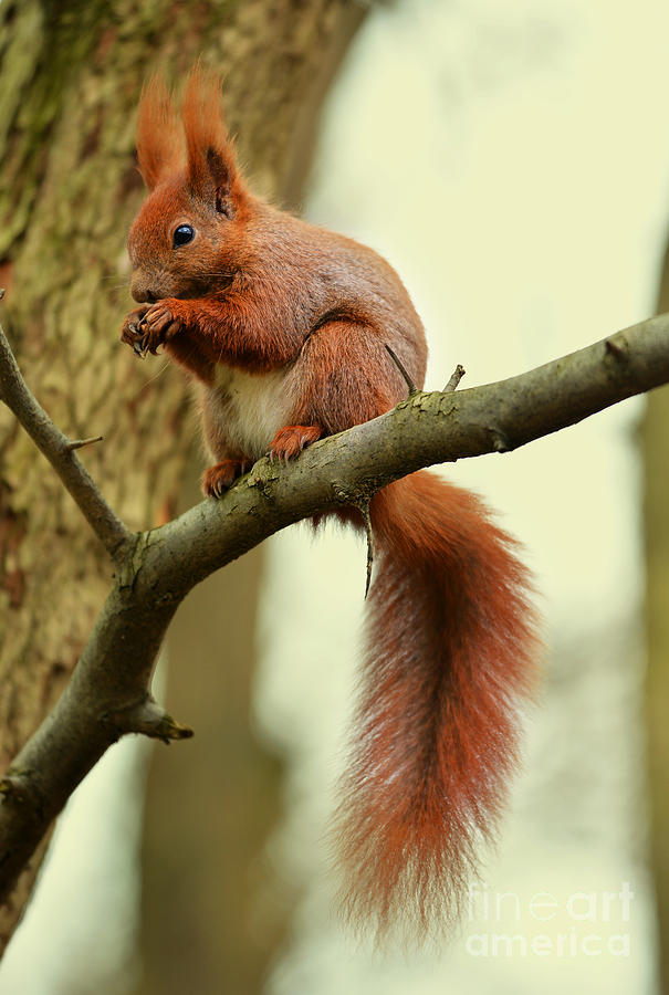 Squirrel sitting on the branch Photograph by Jaroslaw Blaminsky