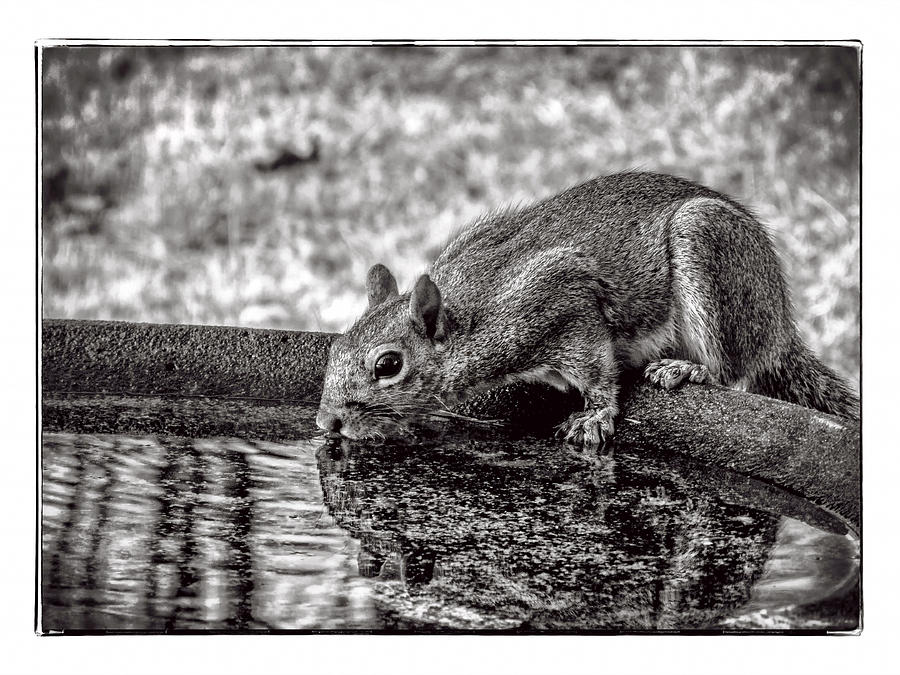 Animal Photograph - Squirrel by Joe Myeress