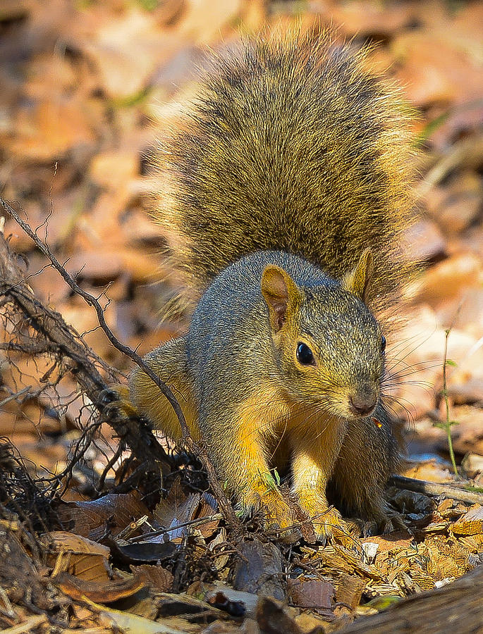 Squirrel Photograph by John Johnson