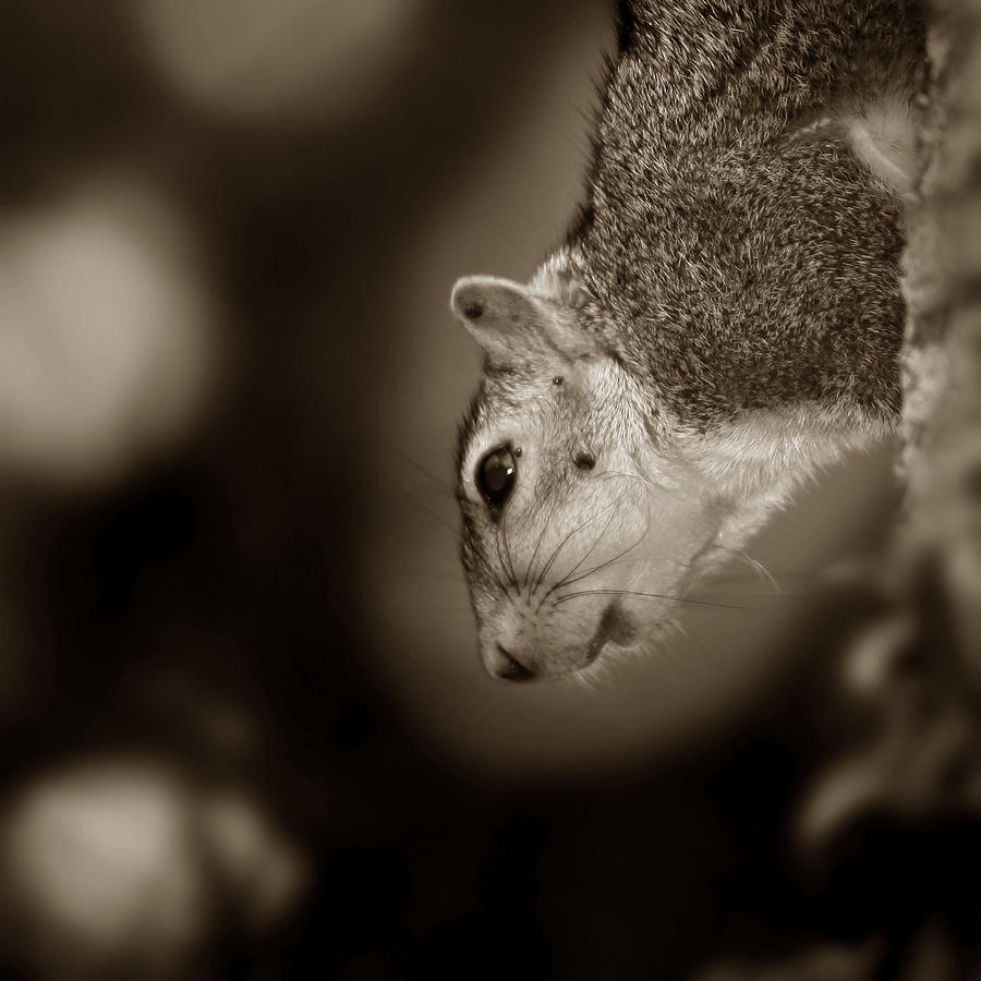 Squirrel Photograph by Joseph G Holland