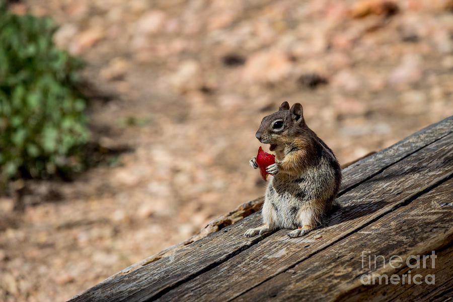 Squirrel Photograph by Juergen Klust