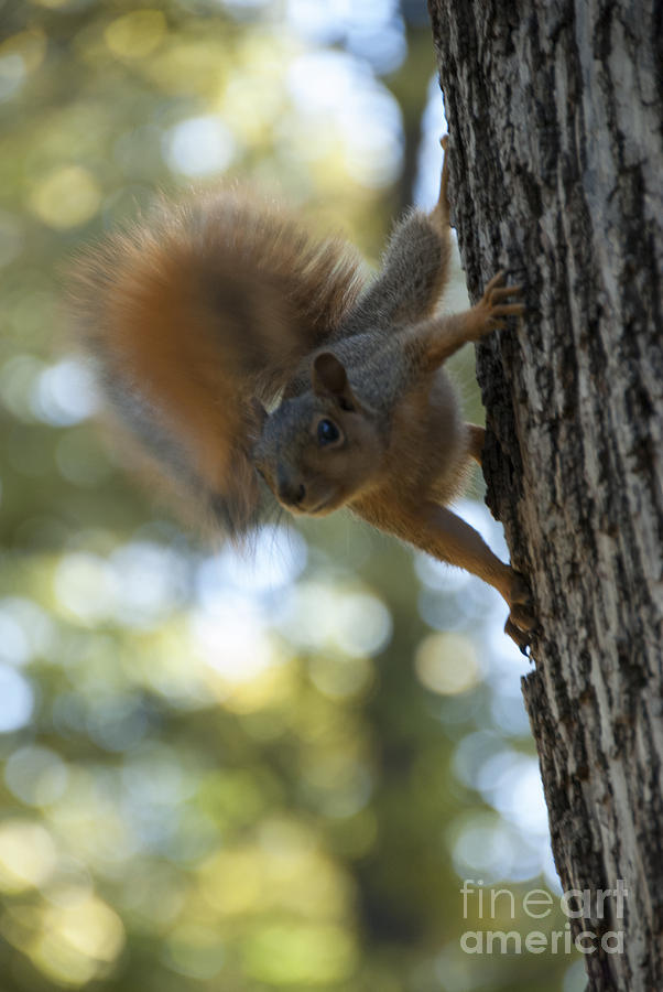 Squirrel Photograph by Juli Scalzi